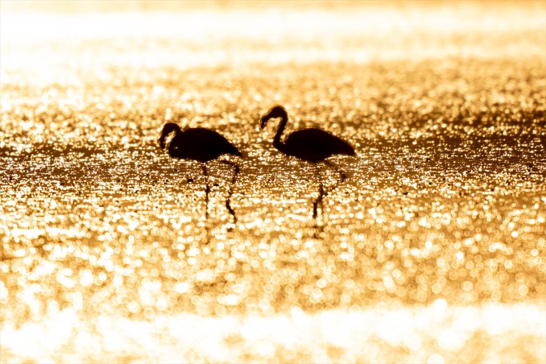 Konya’nın flamingo cenneti! 180 türe ev sahipliği yapıyor, görsel şölen sunuyor 10